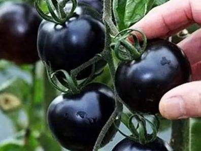 快看！蘭州新區(qū)高優(yōu)新特圣女果“黑羅漢”成熟待摘