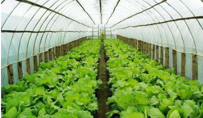 蘭州市2019-2020年度政府冬春儲(chǔ)備蔬菜第一階段解禁