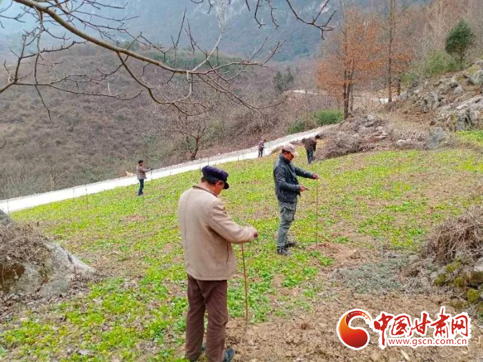 【甘肅全民戰(zhàn)“疫”】戰(zhàn)“疫”中，隴南稻坪的春天