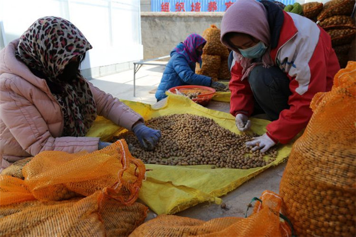 了不起！甘肅定西馬鈴薯良種出口7個國家