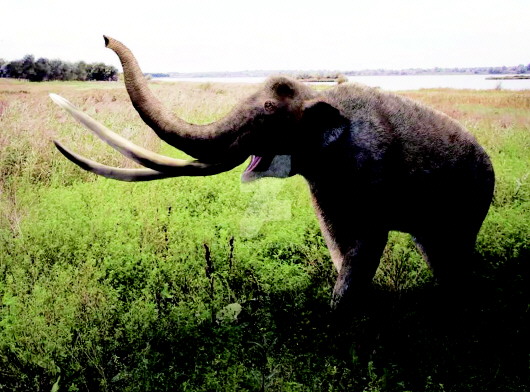 平涼尋寶記：大秦鄉(xiāng)農民挖出罕見史前巨獸