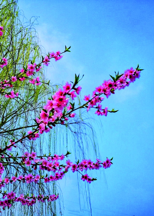 銅城桃花嫵媚綻放！君莫宅家辜負春光美景