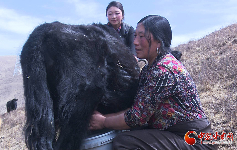 甘肅合作：高原上盛開了一朵美麗的“格?；ā保▓D）