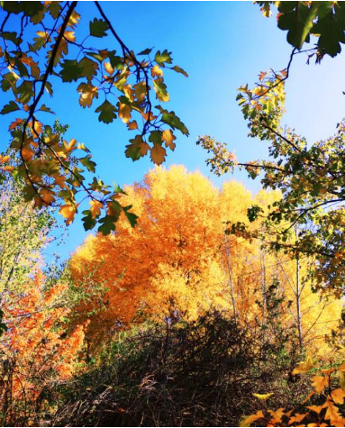 蘭州市將打造有蘭州特色的兩山風光帶和城市森林公園