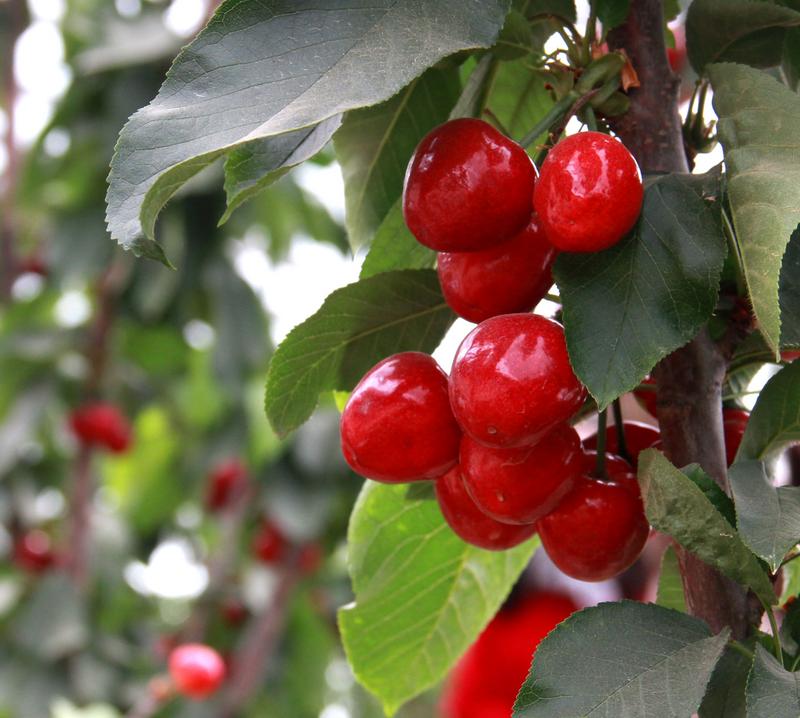 趕緊約起來(lái)！民勤紅旗谷櫻桃采摘園開(kāi)園啦！