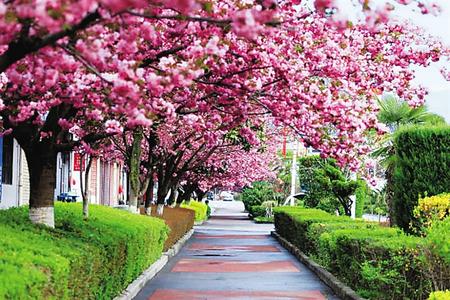 【印象隴原】去兩當(dāng)，與櫻花赴約