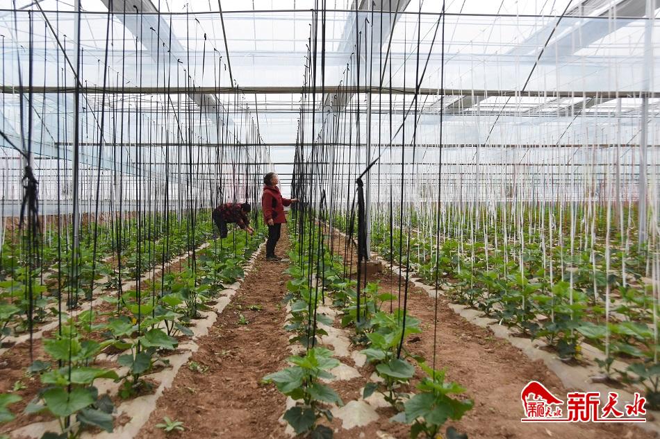 為現(xiàn)代化農(nóng)業(yè)探路——秦州區(qū)現(xiàn)代農(nóng)業(yè)科技示范園區(qū)見(jiàn)聞