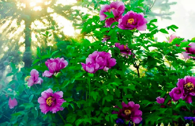 【“甘味”故事】“百花王”駕到！國色傾城正當(dāng)時(shí)