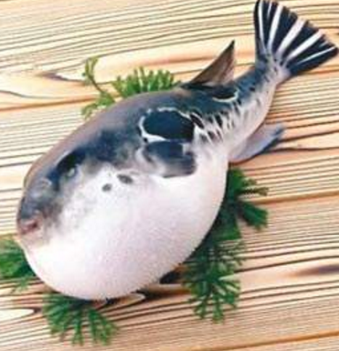 蘭州市市場監(jiān)督管理局發(fā)布通告禁止違法加工、經(jīng)營河豚魚