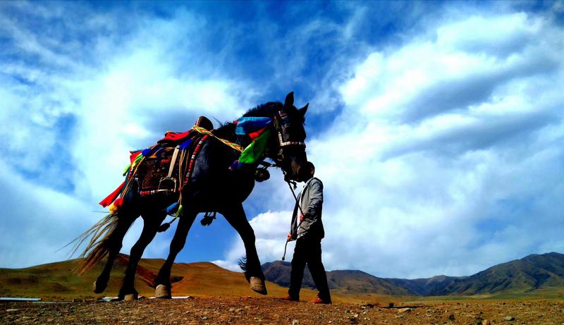 好消息！天祝被命名為“中國(guó)高原走馬之鄉(xiāng)”