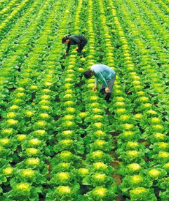 上半年甘肅省高原夏菜出口額增長3.2倍