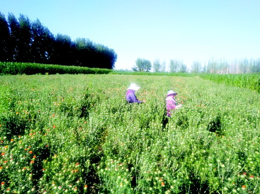 打造經(jīng)濟發(fā)展新引擎——平川區(qū)以項目建設(shè)引領(lǐng)城市高質(zhì)量發(fā)展