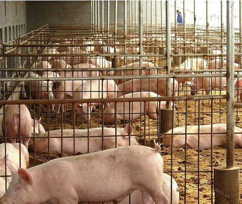 7月雞蛋出場價小幅上漲生豬出場價跌幅不大