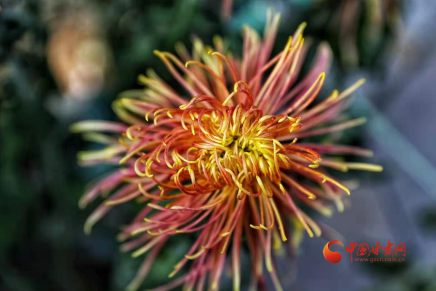 十五年，鍥而不舍終夢(mèng)圓——寫在蘭州市入選全國文明城市之際