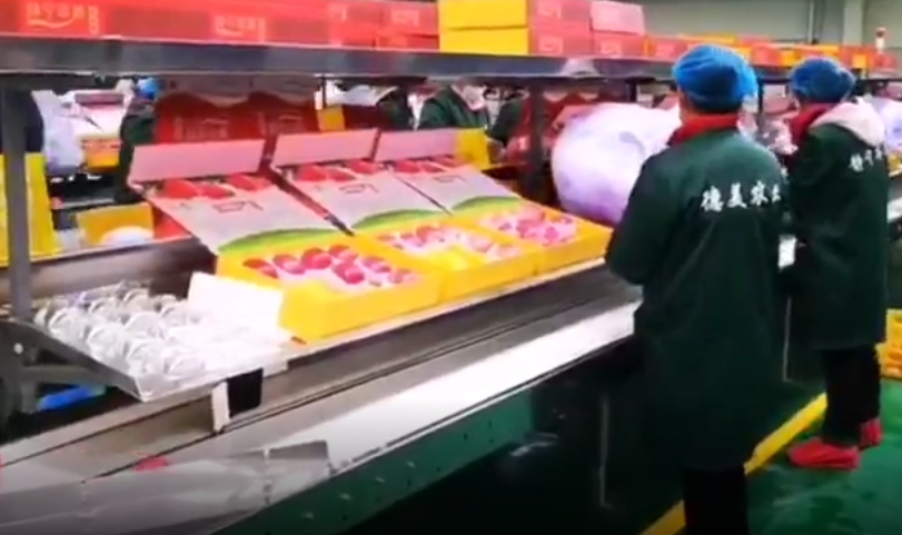 【獨(dú)家視頻】快訊丨甘肅省委副書(shū)記、代省長(zhǎng)任振鶴在靜寧縣調(diào)研蘋(píng)果產(chǎn)業(yè)發(fā)展