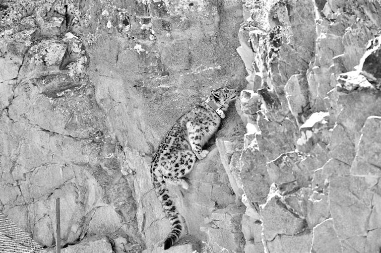 首例！肅北鹽池灣保護(hù)區(qū)一只雪豹被戴上定位項(xiàng)圈