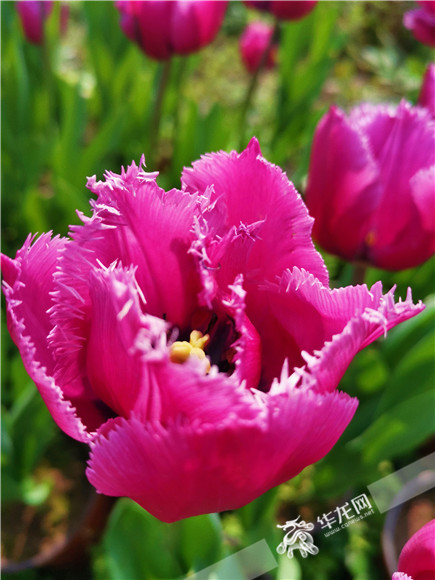 特色郁金香品種，花邊呈鋸齒狀。華龍網(wǎng)—新重慶客戶端記者 舒婷 攝