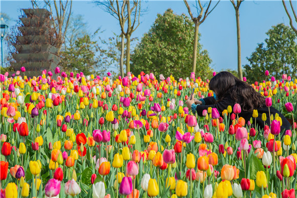 五顏六色郁金香花海。羅云希 攝