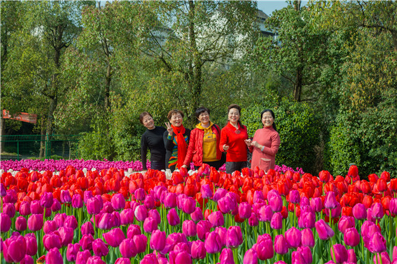 游客在郁金香花海里拍照打卡。羅云希 攝