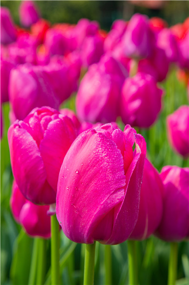 郁金香嬌艷欲滴。羅云希 攝