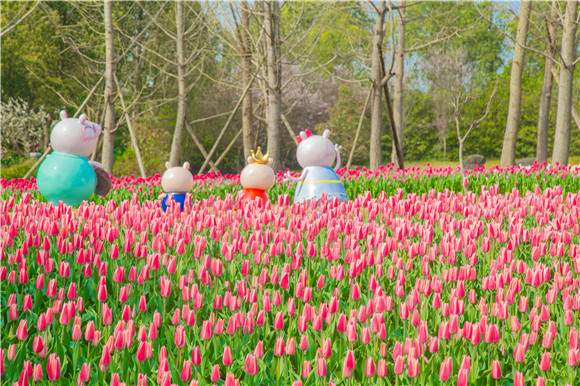 長(zhǎng)壽湖郁金香次第開放。羅云希 攝