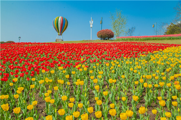 長(zhǎng)壽湖郁金香開得正好。羅云希 攝