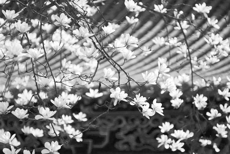 天水雙玉蘭堂，吟杜甫詩 煎泉水茶 賞白石書法