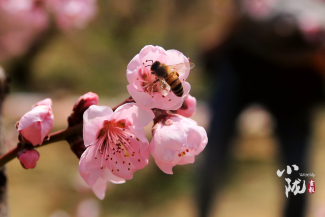 【小隴畫報(bào)·113期】最美人間四月天，灼灼桃花映秦安