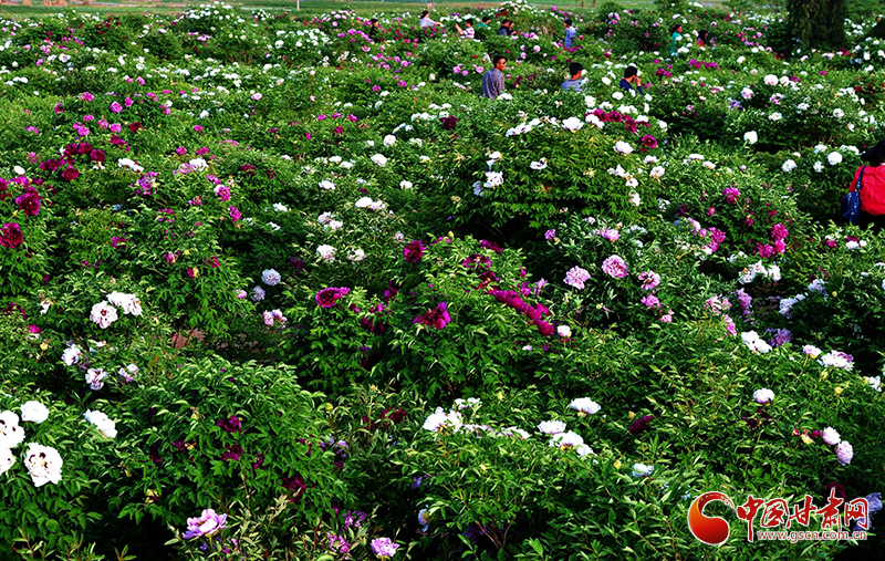 閱盡繁花盛景！定西文旅邀您共赴“紫斑牡丹”之約
