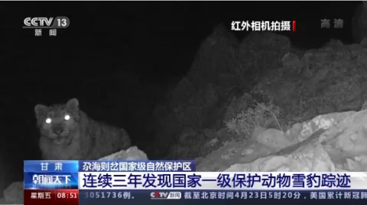 “大貓”出沒(méi)！甘肅尕海則岔保護(hù)區(qū)連續(xù)三年發(fā)現(xiàn)雪豹蹤跡