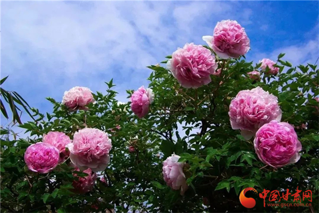 【五一游甘肅】暢游“臨洮縣紫斑牡丹文化旅游節(jié)”，這份攻略請收下！