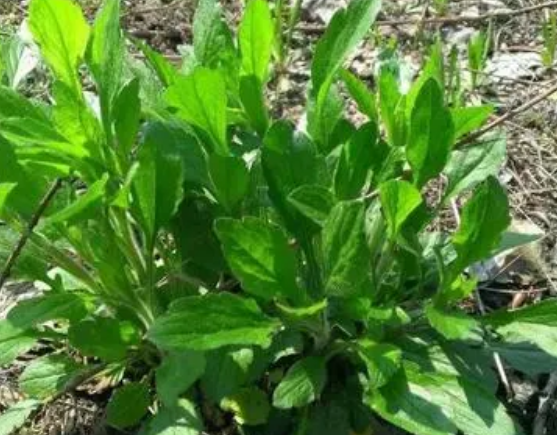 注意！路邊的野菜可不能亂采