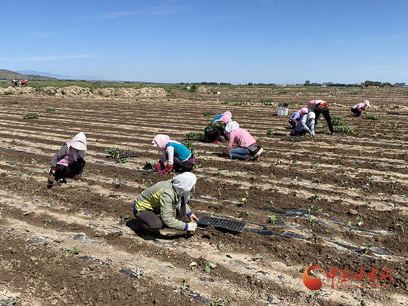 民樂(lè)：高原夏菜成群眾增收致富主導(dǎo)產(chǎn)業(yè)