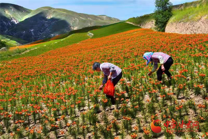 蘭州榆中：“牛羊菜薯藥”五大產業(yè)均衡發(fā)展 高原夏菜產量突破75萬噸