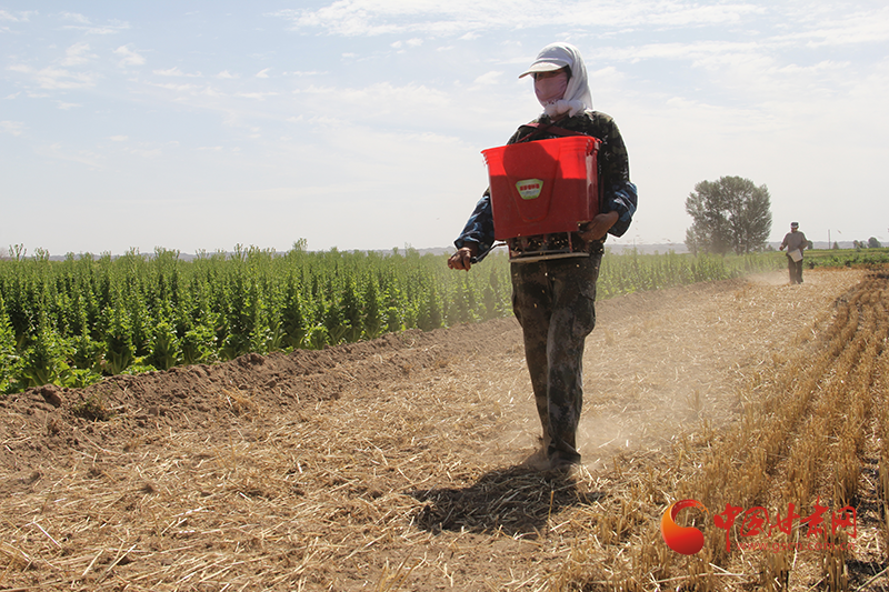 高臺宣化鎮(zhèn)：大田復(fù)種正當時 夏播秋收增效益