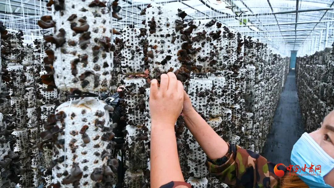 【小康圓夢(mèng)·看甘肅】漳縣：小菌棒敲開(kāi)“致富門(mén)”