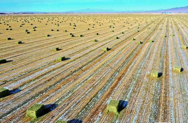 【“飛閱”中國】瞰！山丹馬場撒“青豆”