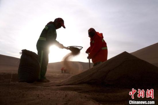 圖為“駱駝保姆”用土方法清理駝糞。　張曉亮 攝