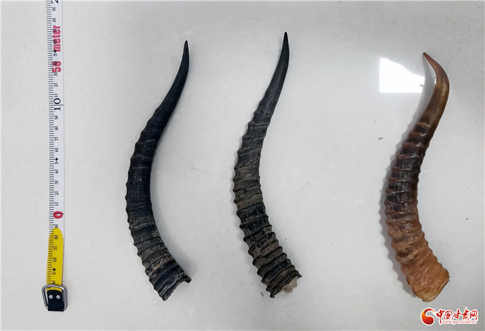 網(wǎng)上購(gòu)買(mǎi)羚羊角 兩男子涉嫌犯罪被抓獲