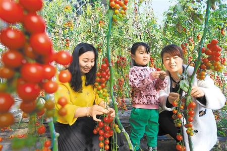 酒泉市肅州區(qū)東洞戈壁產(chǎn)業(yè)園里的圣女果、人參果陸續(xù)成熟上市