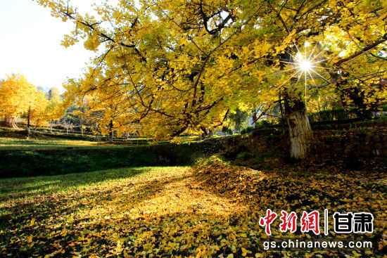 隴南徽縣銀杏樹最美的時候，當屬每年的10月至11月。圖為樹葉已染黃的銀杏樹。張承榮 攝