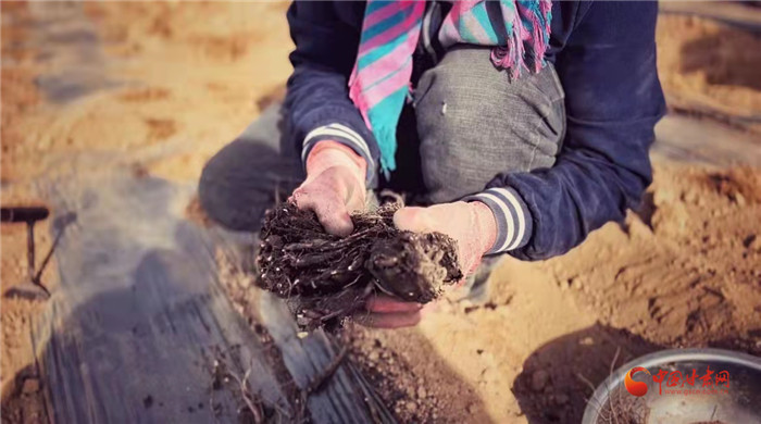 【隴拍客】好消息！榆中縣馬坡鄉(xiāng)在高海拔的馬銜山山麓種植1500畝當(dāng)歸