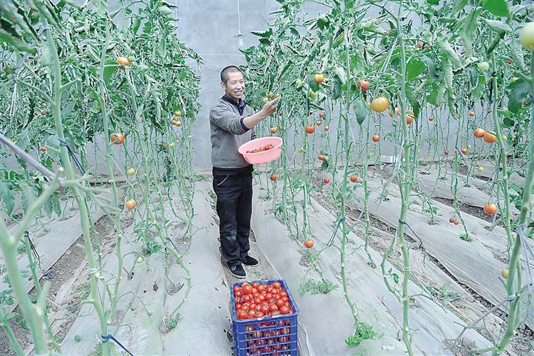 臨夏縣尹集、刁祁鎮(zhèn)易地扶貧搬遷后續(xù)產(chǎn)業(yè)園有日光溫室534座