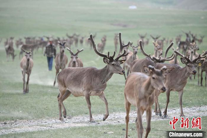 圖為肅南縣馬鹿養(yǎng)殖場內(nèi)的鹿群?！钇G敏 攝