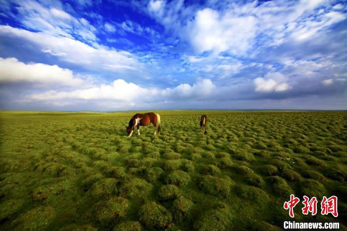 圖為甘肅甘南藏族自治州草原風光。(資料圖) 艾慶龍 　攝