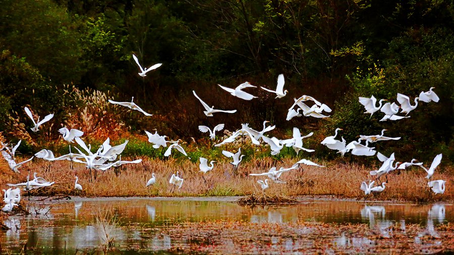 白鷺翩躚舞初冬。吳康軍攝