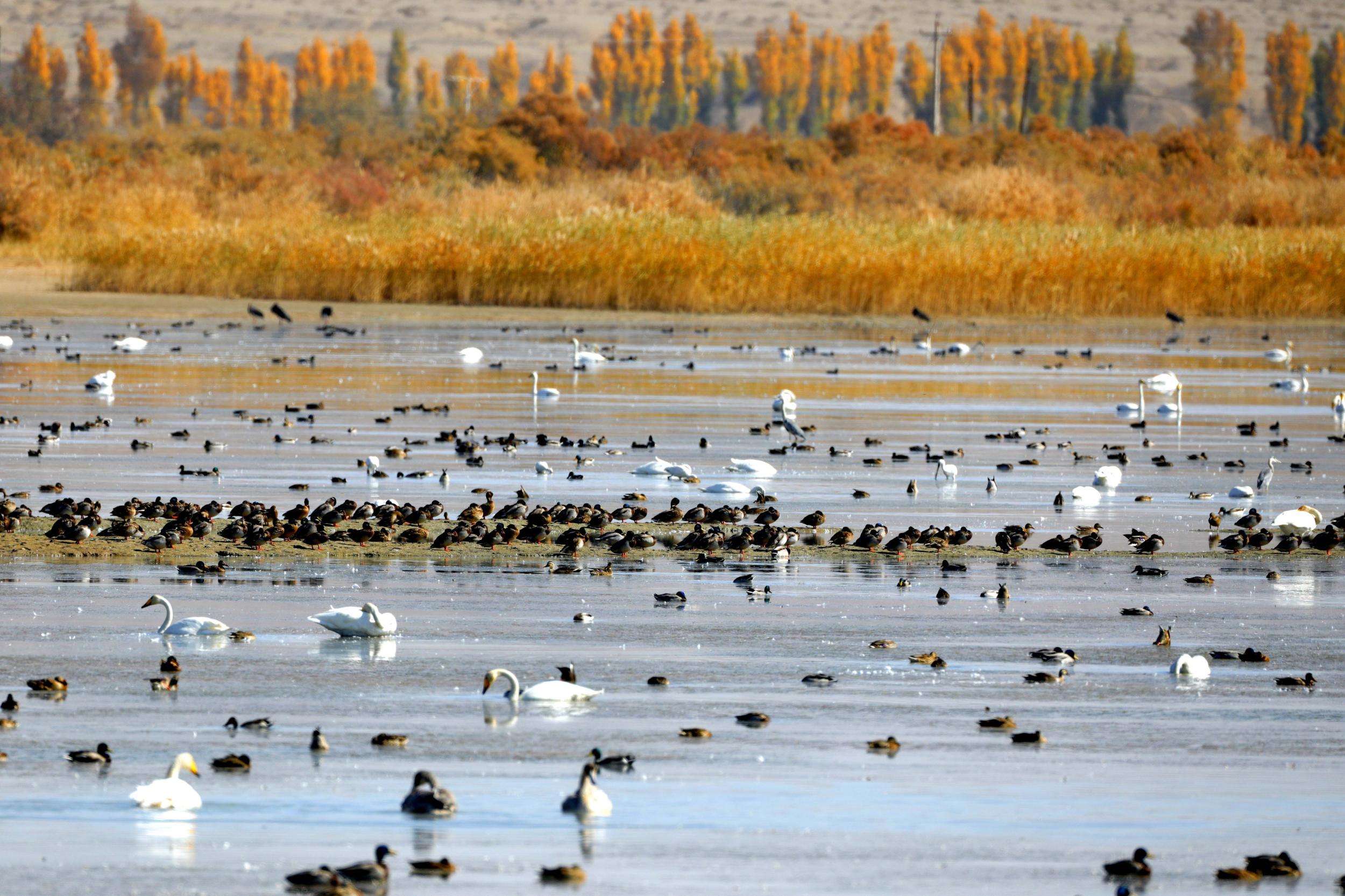 天鵝飛抵高臺(tái)縣黑河濕地嬉戲覓食、棲息越冬。尹昭霞攝