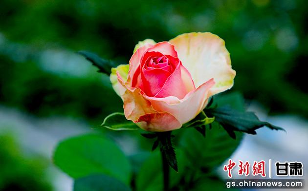 圖為在智慧溫室里盛開(kāi)的玫瑰。馬玉林 攝