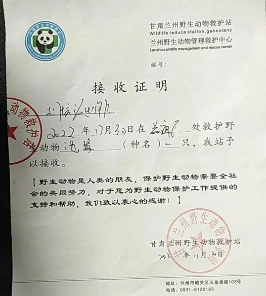 受到救助的池鷺被蘭州野生動物保護(hù)站接收。（蘭州市公安局七里河分局供圖）