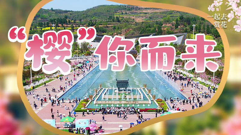 海報|春色爛漫，一組海報“云賞”櫻花盛開